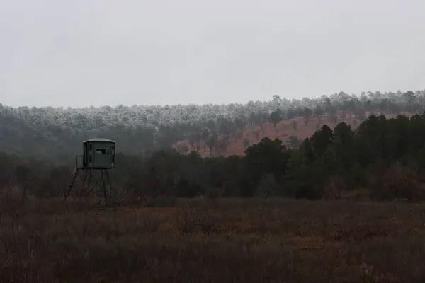 Pigs and Predators in the Noisy Bird Mountains