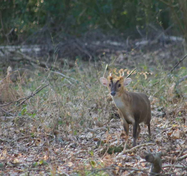 England's Vampire Deer