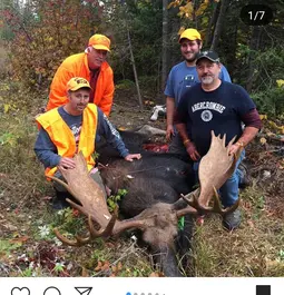 Maine moose 2018