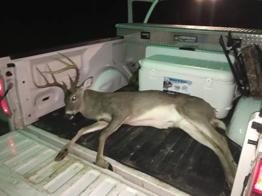 Finally a deer suitable for the wall