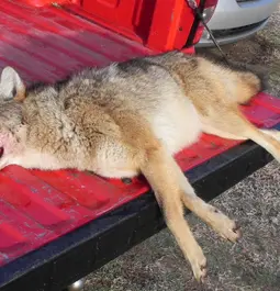 Another nice coyote