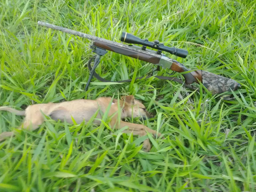 Wild dogs
