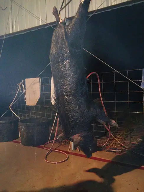 first south Texas pig