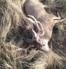 500+ yard mule deer buck