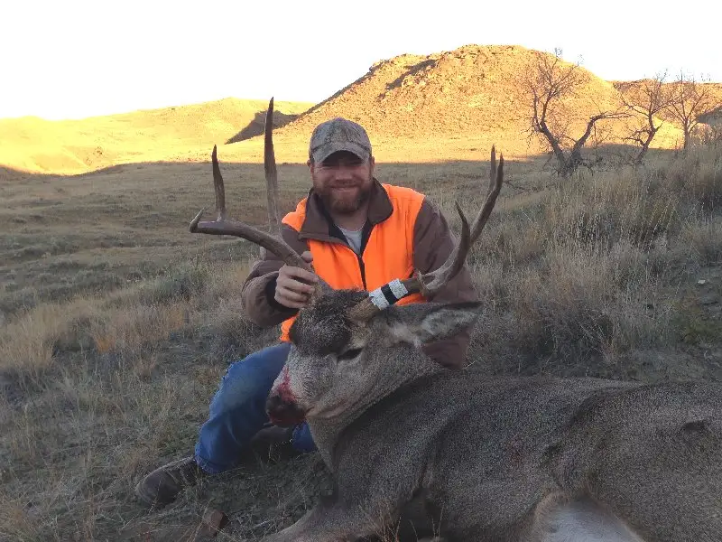 Montana muley