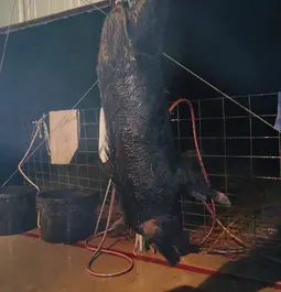 first south Texas pig