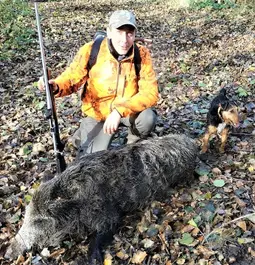 Big boar in France