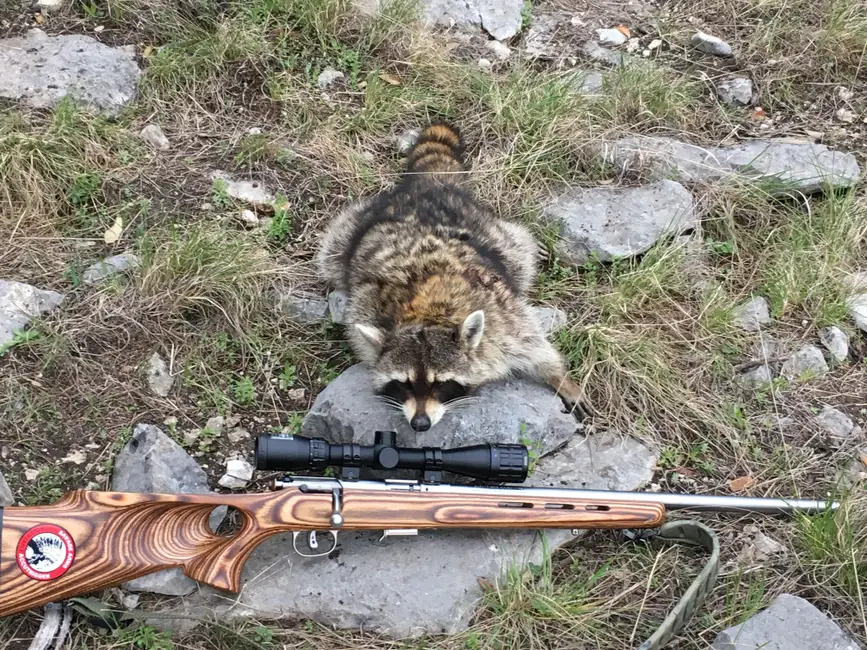 Great raccoon round
