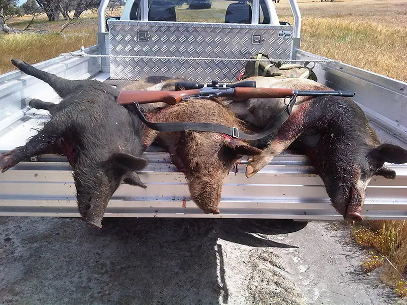 PERTH HILLS HOGS