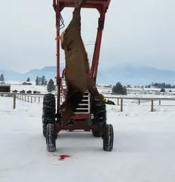 Cow elk