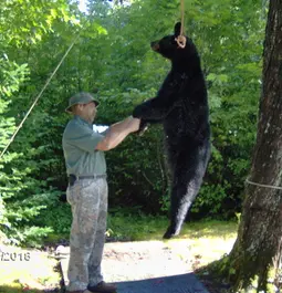 Maine Bear Hunt 2018 